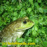 /home//u458753944/public_html/sourcegallery//Frogs/More bullfrogs/P9110728.JPG